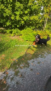 Benny used to wait all day for me to come home from my hospital shifts just to finally get his walk. He hated being stuck indoors and it always broke my heart knowing he spent so many hours just waiting. This year everything changed. I left my job as a nurse and bought a boutique hotel with my friends… and now we live on 55 acres of forest, trails, and open space. Benny roams freely from sunrise to sunset. He chases us beside the side by side, wrestles with his best friend Reuben all day, explor
