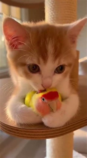 Mucho amor al lorito #gatos #gato #animals #cute #cat