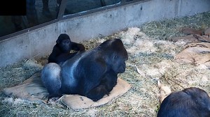 Western lowland gorilla Kitoko, who turns 2 in a few months, loves playing with his dad Kwame. He especially loves when Kwame picks him up and holds him upside down—the perfect prelude to a fun round of wrestling! Our gorilla keepers say that whenever that happens—in this case, is starts with a nice session of back scratching—they can hear Kitoko’s gorilla "laughter" (sort of a low, breathy, and rhythmic vocalization) from across the building. | Woodland Park Zoo