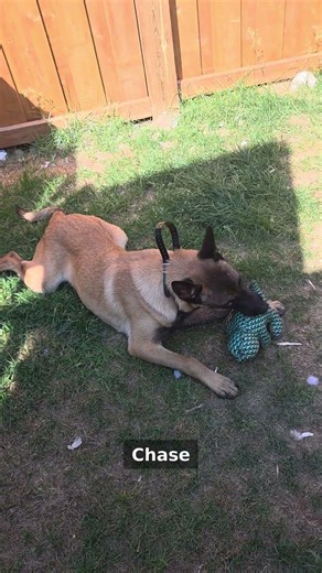 #catsanddogs Everyone Said a Malinois Can't Live With Kids and Cats… Watch This