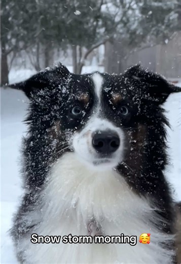 Sky and Stormy 🇺🇸🇧🇷🇵🇱 (@sky_stormy_theaussiesmix)’s videos with snowfall - Øneheart & reidenshi
