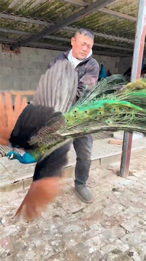 Unlock the Secrets of Peacock Aquaculture: A Dive into the World of Beautiful Waterfowl