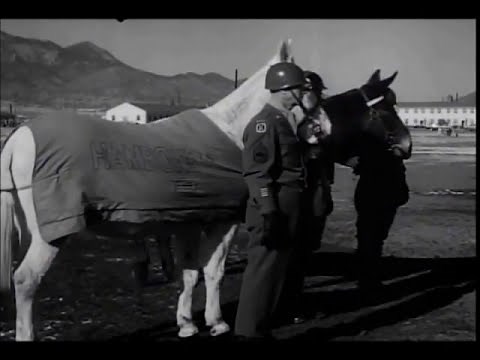 U.S. ARMY PACK MULES RETIRE AT FORT CARSON 1956