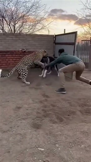 Man saved his dog from cheetah attack 🐯🐶💀 #shorts #wildlife #animals