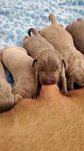 Nursing Puppies! #Shorts #Weimaraners