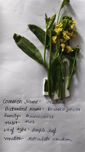 Herbarium File Project | Science Practical | #Shorts