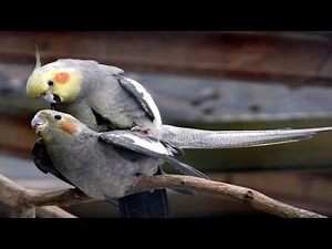 Mini Documental - NINFAS CAROLINAS \\ NINFAS CACATUAS