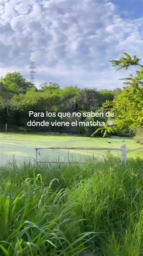 ¿De dónde viene el matcha? Fábrica de matcha explicada