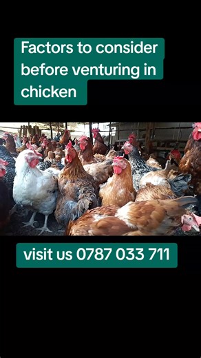 Key Considerations for Starting a Chicken Business