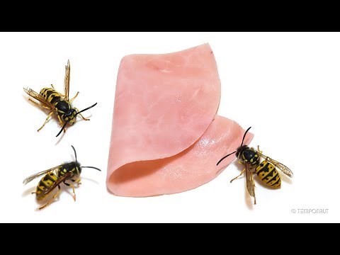 Wasps Eating Ham