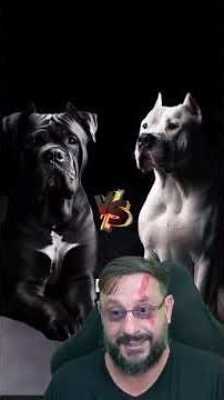 Cane Corso vs. Dogo Argentino #biologohenrique #animals #smartanimal #biologist