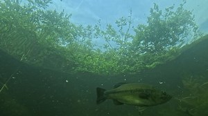 clip-3542435841-several-black-bass-micropterus-salmoides-known-largemouth