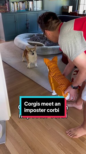 Our friend Anson built this corbi replica, and this is how Maple and Morty felt about it… #dogsoftiktok #petsoftiktok