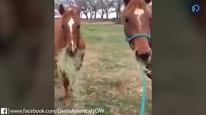 219K views · 6.4K reactions | When your partner picks up the take out order... | Horse Network | Facebook