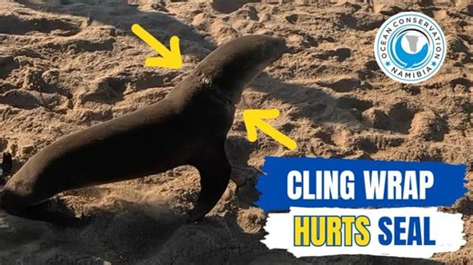 2.9K views · 391 reactions | Cling wrap might seem harmless, but when...