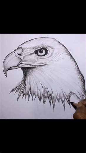 How to Draw an Eagle Step by Step 🦅🔥 #shorts #art