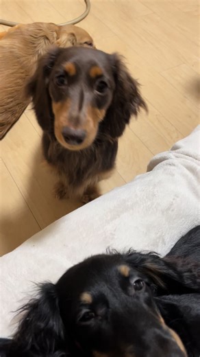 足の上に乗りたいけど先客が居て乗れず、、 見つめてきてアピールしてきます🥹 ぴょんぴょん跳んでるのを我が家では「みたジャンプ」と呼んでいます。 #みたらし#きなこ#くろみつ#犬#ジャンプ#みたジャンプ#犬のいる生活 #犬のいる暮らし #ダックスフンド#ミニチュアダックスフンド