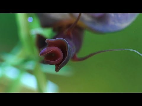 Freshwater Snails (chapter 1) THE RAM'S HORN SNAIL