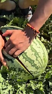 310K views · 9K reactions | ASMR opening a satisfying watermelon #watermelon #cuttingskills #nature #fresh #sweet | Aji Gunawan | Facebook