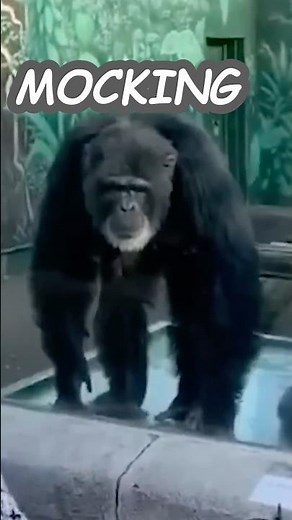 Monkey moments that made me laugh part 2 #funny #monkey #shorts