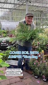 31 reactions | Juniper “Blue Rug “ is a tough carpet plant that...