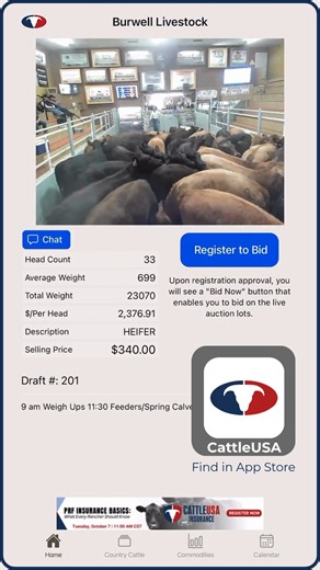 Heifer draft this AM. Special Spring Calf & Feeder Auction today - Selling live on CattleUSA, Burwell Livestock Market, NE - View / bid live online at CattleUSA.com or on CattleUSA app, available for download in App Store - Follow for more cattle market insights - #cattlemarket #bidatauction #truepricediscovery #nebraskacattle #cattleusa | Cattle USA Media
