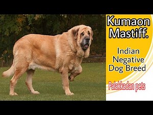 Kumaon Mastiff / Indian Dog breed Malayalam / Palakkadan Pets