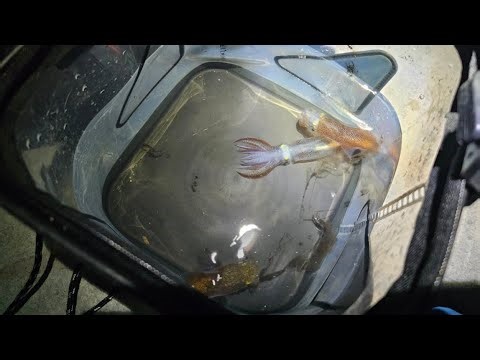 왕호래기 사냥중! (3차전) #도보권 #호래기낚시 #피싱마트21 #fishing #바다낚시