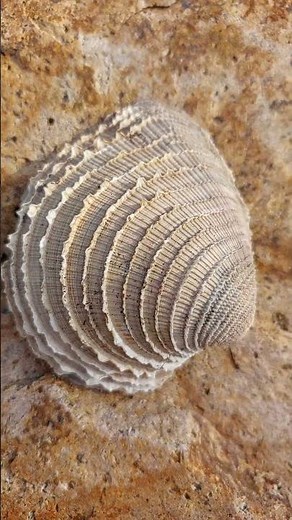 CONCHA DE MAR