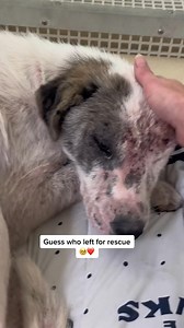 5.9K views · 179 reactions | #rescued #dog #puppy #adopt #animal #shelter | Judith Coleman | Facebook