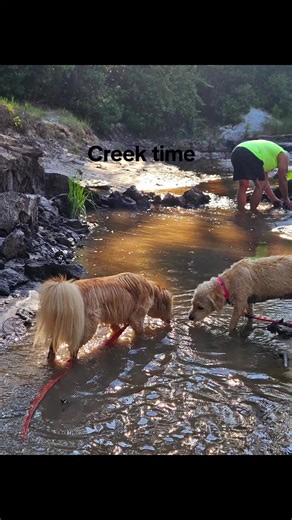 #sweet #summervibes #summertime #God #dogsoftiktok #dog #viral #creek #fun #foryou #fyp #foryoupage