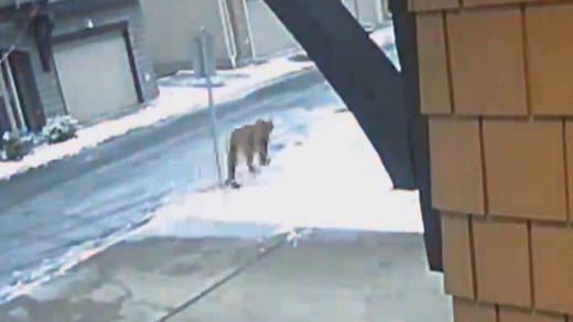 One Tri-Cities cougar killed, three still on the loose