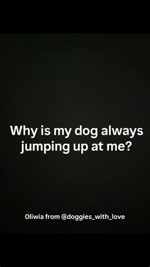 Why does dogs jump at us? Listen to Oliwia, who is a dog trainer and behaviorist, give us several really good reasons why they jump up. Have a wonderful Tuesday ❄️🐶 | Naturaldogfood
