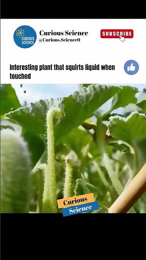 The Exploding Cucumber: Ecballium elaterium of the Mediterranean 🌿