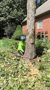 Felling an oak with my stihl 500i #fyp #arborist #chainsawman #stihl #skill #howto #climber #tree #treework #work #logger #tree-005 | Daily Cut