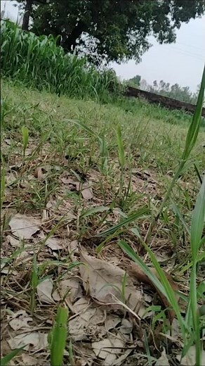 Tere Payar Me Mai Marjaba #song #shorts #90s #hindisong #shortvideo