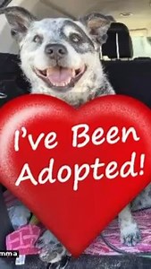 492 reactions · 13 shares | Adoption update  Huge time for...