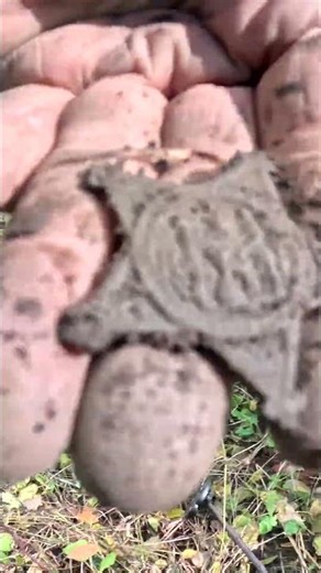 Metal Detecting Civil War Medal 1800 Coins Relics Old Toys Farm Western NY #metaldetecting #shorts