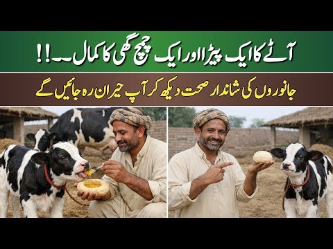 Increase Calf Weight Naturally | Proven Desi Formula for Cow & Buffalo Calves