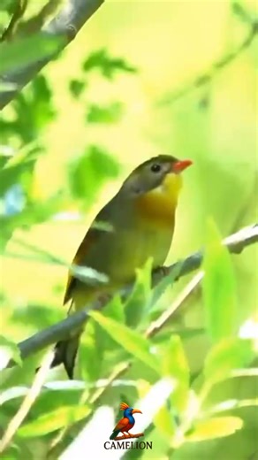 Pekin Robin arau Red billed Leiothrix (Leiothrix lutea), juga dikenal sebagai Chinese Nightingale. Habitat Asli: Burung ini berasal dari Tiongkok selatan dan Himalaya. Karakteristik Fisik: Burung penyanyi kecil yang penuh warna ini memiliki paruh merah terang dan cincin kuning kusam di sekitar mata. Punggungnya berwarna hijau zaitun kusam, dan tenggorokannya berwarna kuning-oranye cerah dengan dagu kuning. Mereka adalah burung yang aktif dan berisik, sering bergabung dalam kawanan hingga 100 ind