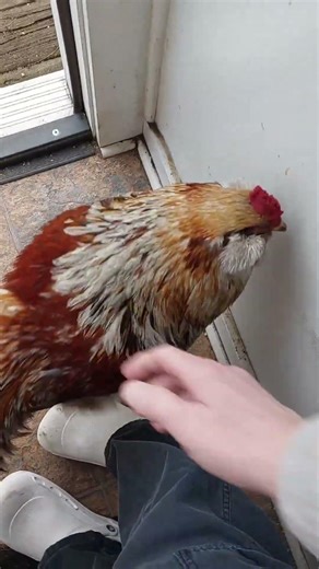 Cuddly Rooster