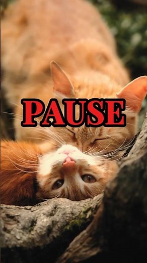 Cat’s Secret To Happiness Will Melt Your Heart 😼🫰