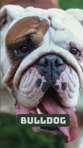 Top 10 Most Popular Dog Breeds in the World 🐶 | Best Dogs for Families, Kids & First-Time Owners