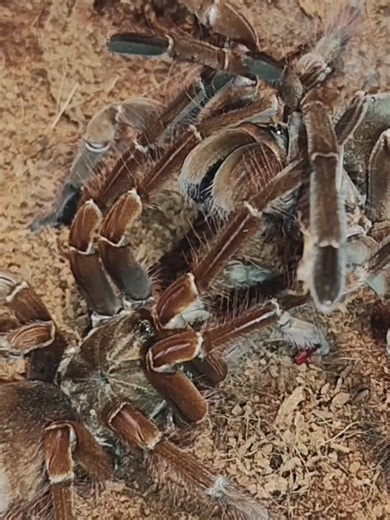 Theraphosa Stirmi pairning Please enjoy! FB: https://www.facebook.com/CoolSpiders/ Music: https://www.youtube.com/watch?v=d3xlnrfR9d4&list=RDd3xlnrfR9d4&start_radio= #theraphosa #tarantula #spider #animals #venomous