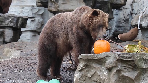 SMASHING PUMPKINS: Animals at the Detroit Zoo are getting into the Halloween spirit. Take a look! 🎃🎃🎃 | WDIV Local 4 / ClickOnDetroit