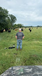 12K views · 538 reactions | Cow call! Moving the main herd into another pasture. I found a dead tree on a fence this evening. Letting them up north will give me time to cut the tree and fix the fence. That’s ranching! #texasrancher #ranchlife #ranching #cowcall #facebookvideo | Texas Rancher | Facebook