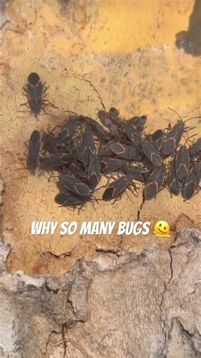 Why is my tree a bug hub?#bugs #help #blackwidow #love