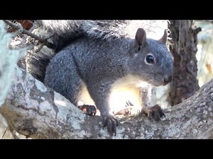 Alarm Call of Western Gray Squirrel - 4K