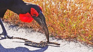 279K views · 4.7K reactions | Ground Hornbill Stabs Snake Before Eating It Whole When a group of ground hornbills came across a puff adder in the tall grass, they wasted no time. They stabbed it repeatedly before swallowing it in one whole piece. | Latest Sightings - Kruger | Facebook
