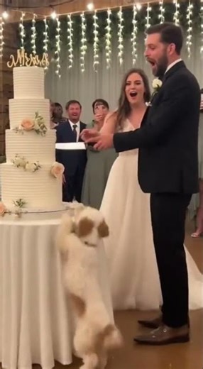 Wedding Cake Crash!